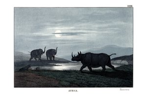 Nashorn von English School