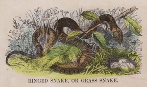 Ringelnatter oder Grasnatter (farbige Gravur) von English School