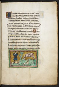 Ein Wolf (?) mit Blut im Maul und ein Jäger mit Hunden, aus dem Rochester Bestiarium, 2. Viertel des 13. Jahrhunderts