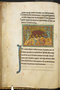 Ein Bär, der auf Jungtiere schaut, aus Bestiarium (ff. 3-141), Lapidarium (ff. 141v-149), 2. Viertel des 13. Jahrhunderts