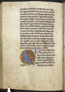 Wiedehopf, aus Bestiarium von English School