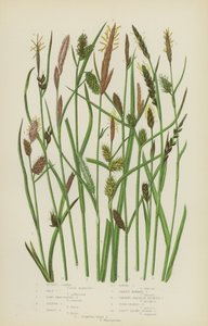 Rostrote Segge, Blasse Segge, Langbrakteierte Segge, Gelbe Segge, Gelbbraune Segge, Lockere Segge (Farblithografie)
