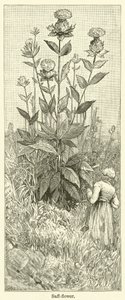 Safranblume von English School