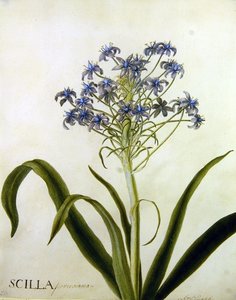 Scilla Peruviana Botanische Studie von English School