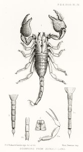 Skorpione aus Somaliland, Illustration aus The Hope Reports, Bd. II, 1897-1900, herausgegeben von Edward B. Poulton, Oxford, 1901 von English School