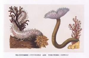 Seegurke und Röhrenwurm, Natur in Großbritannien, veröffentlicht von Collins von English School