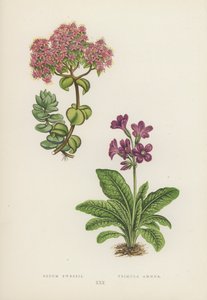 Sedum Ewersii; Primula Amoena von English School