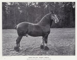 Shire-Hengst "Buscot Harold" von English School