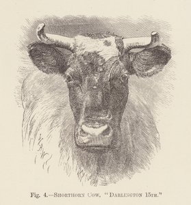 Shorthorn-Kuh, "Darlington 15." von English School