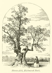 Shrew-Ash, Richmond Park von English School