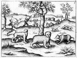 Simi Vulpa, Haute und Armadilio, Illustration aus 