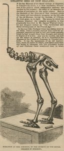 Skelett des Dinornis, ein riesiger Vogel aus Neuseeland von English School