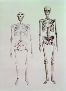Skelette von Australopithecus Boisei und Homo Sapiens