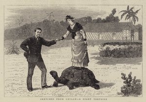Skizzen aus Ceylon, eine Riesenschildkröte
