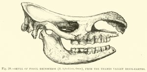 Schädel des fossilen Nashorns (R. leptorhinus, Owen) aus den Thames Valley Brick-earths