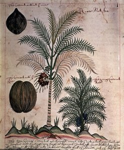 Kokospalme aus 