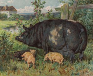 Sau und Ferkel von English School