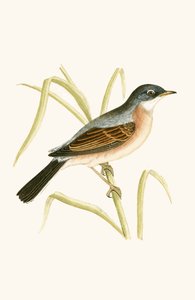 Brillengrasmücke, Illustration aus 