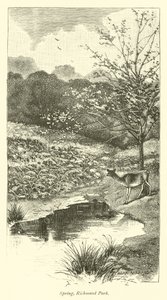 Frühling, Richmond Park von English School