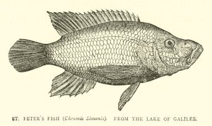 St. Petersfisch (Chromis Simonis) aus dem See Genezareth von English School