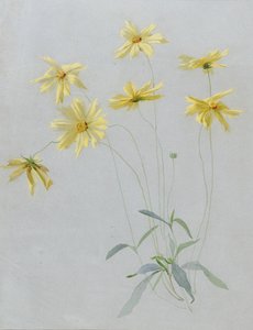 Studie von gelben Gänseblümchen, ein Entwurf für Tapeten von English School