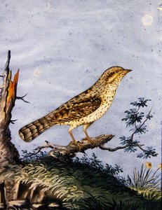 Studie eines Vogels, ca. 1800 von English School