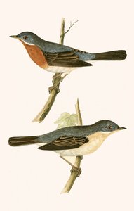 Subalpine Grasmücke, Illustration aus 