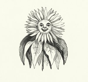 Sonnenblume von English School