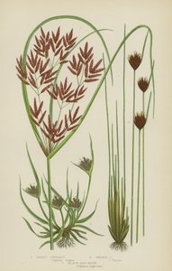 Süßer Zyperus, Brauner Zyperus, Schwarzes Moor-Riedgras von English School