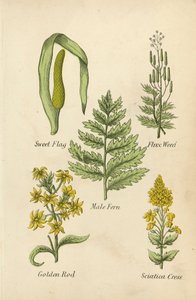 Kalmus, Flachs, Männlicher Farn, Goldrute, Ischiaskresse von English School