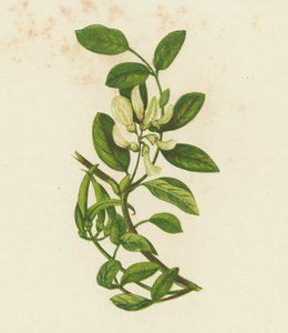 Süßer Tragant, Astragalus Glyciphyllus von English School
