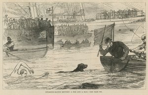 Schwimmwettkampf zwischen einem Hund und einem Mann von English School