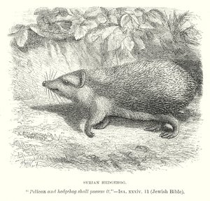 Syrischer Igel von English School