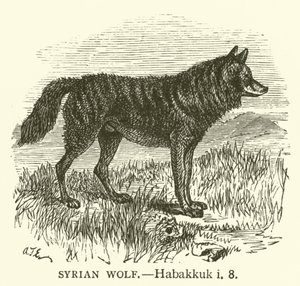 Syrischer Wolf (Habakuk, i, 8)