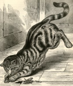 Getigerte Katze, die auf eine Maus springt