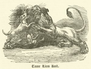 Zahmer Löwenköder (Gravur) von English School