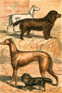 Terrier, Spaniel, Windhund und King Charles Spaniel von English School