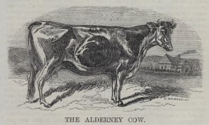 Die Alderney-Kuh (Gravur) von English School