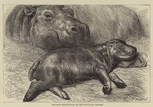 Das Baby Nilpferd im Zoologischen Garten