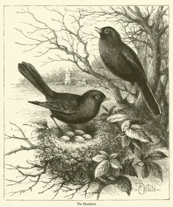 Die Amsel (Gravur) von English School