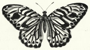 Der Schmetterling von English School