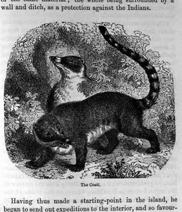 Der Coati, aus Santo Domingo Vergangenheit und Gegenwart von Samuel Hazard, veröffentlicht 1873 von English School