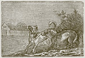 Der Hund und der Wolf von English School