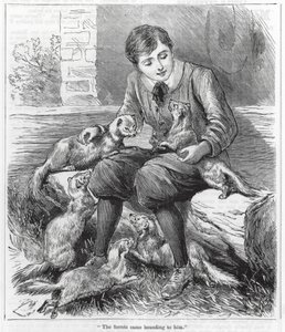 "Die Frettchen kamen zu ihm gesprungen" (Gravur) von English School