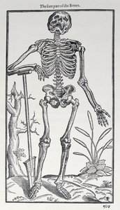 Die Vorderseite der Knochen, Tafel aus The Historie of Man, veröffentlicht von John Banister (1540-1610), 1578