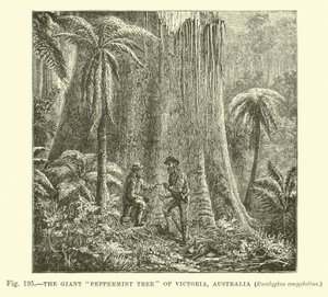 Der riesige Pfefferminzbaum von Victoria, Australien, Eucalyptus amygdalina von English School