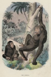 Der Gorilla von English School