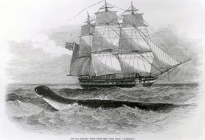 Die große Seeschlange, als sie zum ersten Mal von der H.M.S. Daedalus gesehen wurde