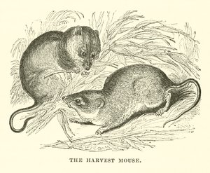 Die Erntemaus (Gravur)