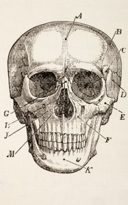 Der menschliche Schädel, um 1890 von English School